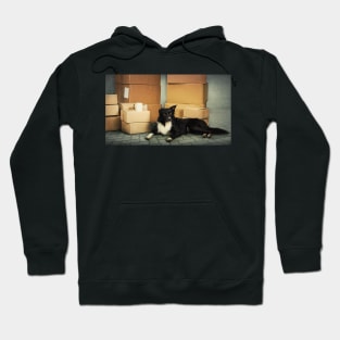 dog house move Hoodie